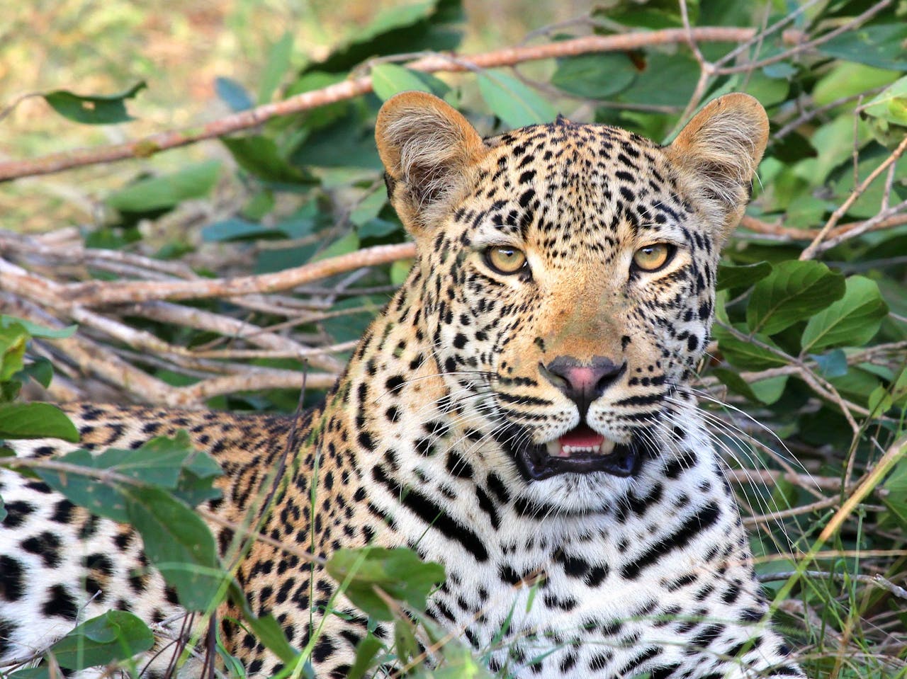 big five animals spotted in the wild (3)