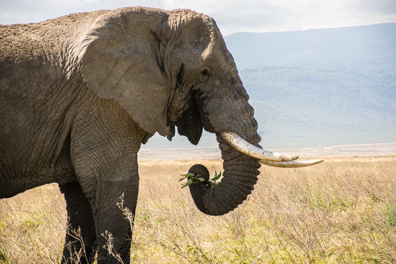 big five safari game drive by feather trail safaris (18)