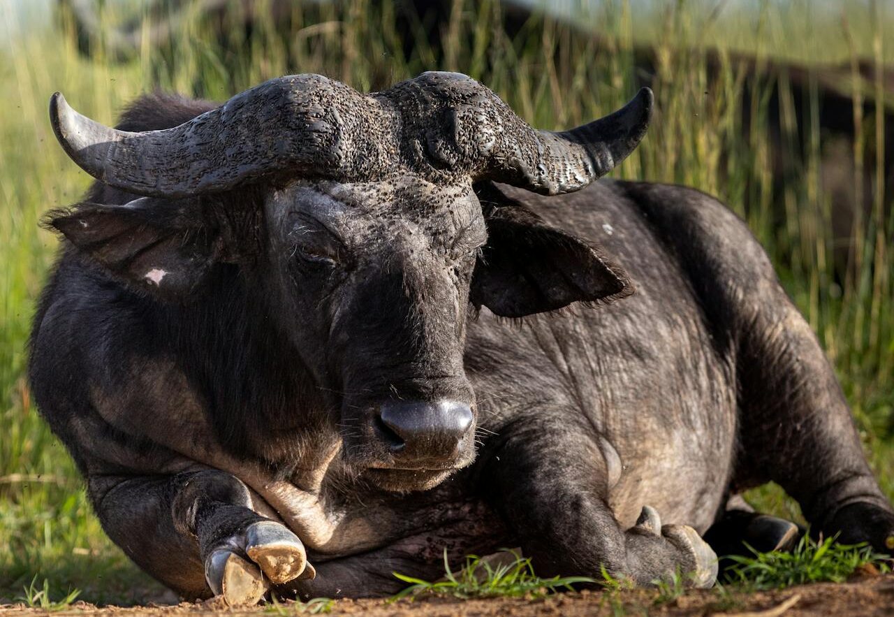 buffaro 14 Days Best of Uganda Safari