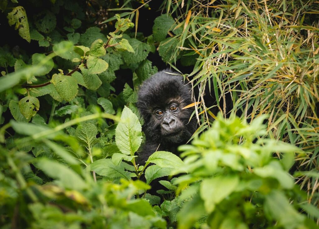 Baby mountain gorilla in Bwindi Impenetrable Forest, Uganda.