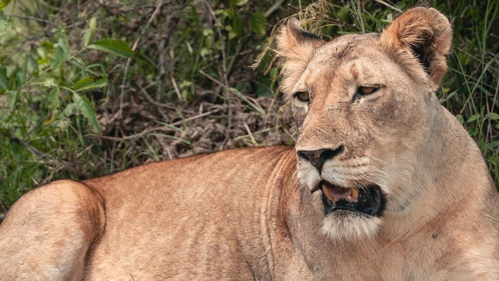 close view of a=lion in akagera