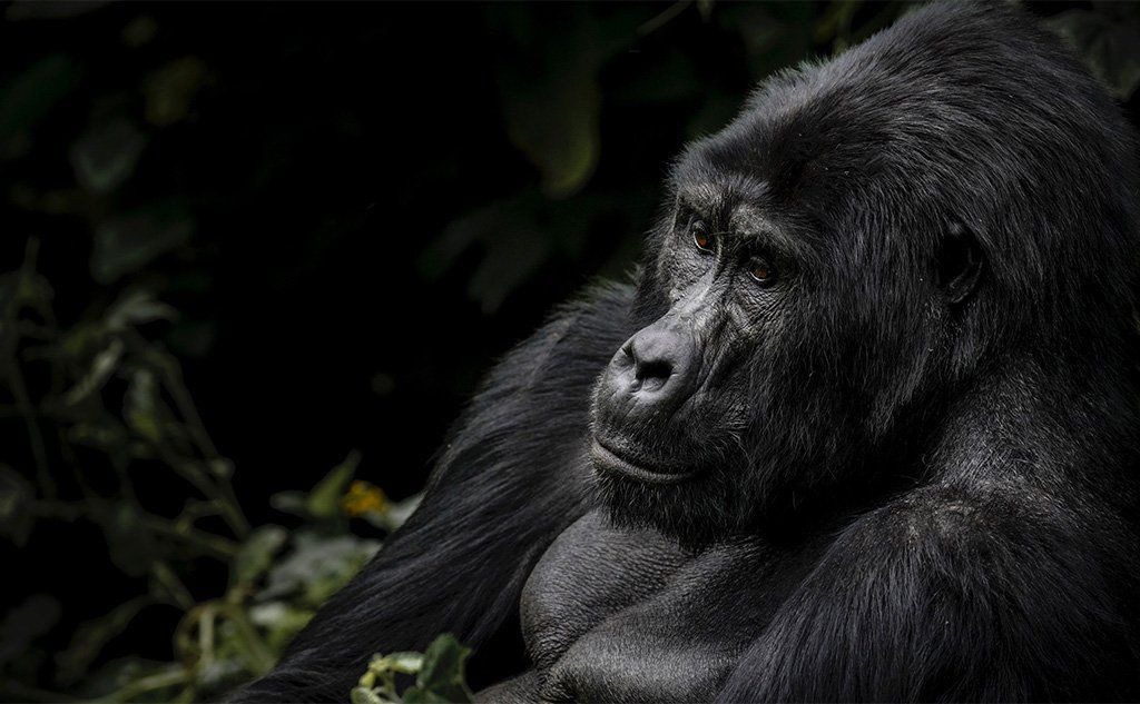 gorilla in jungle