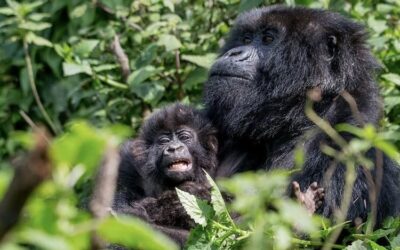 3 Days Gorilla Trekking Rwanda Budget Tour