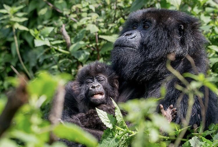 gorilla trekking monther gorilla and baby