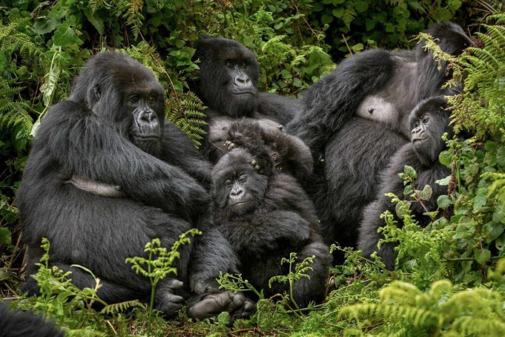 primates gorilla safari