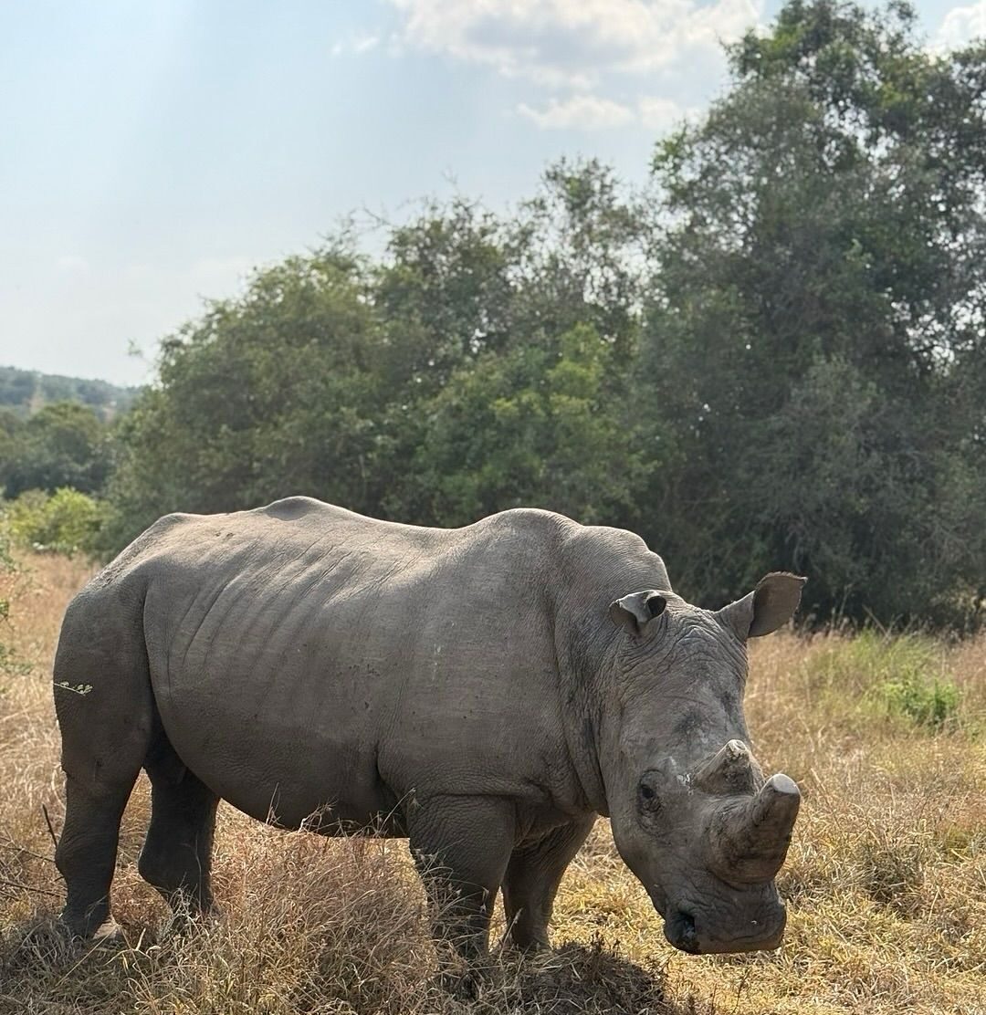 rhino akagera national park
