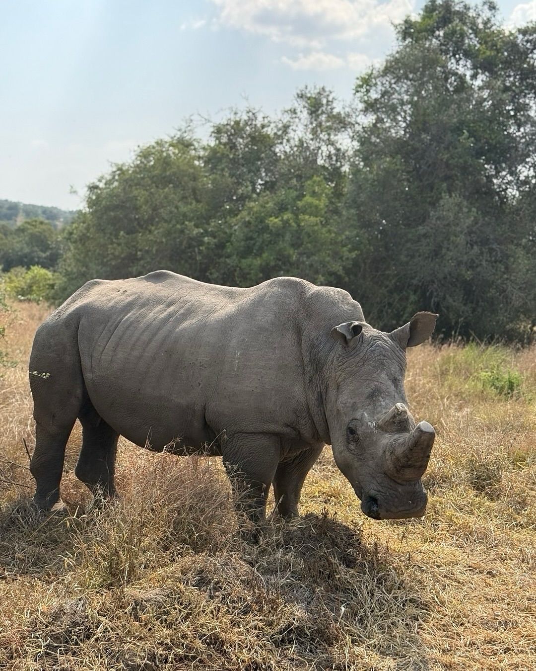 rhino akagera national park