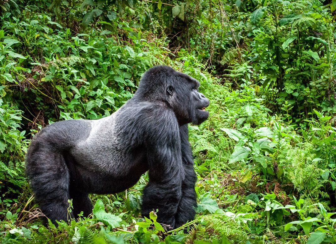 rwanda gorilla