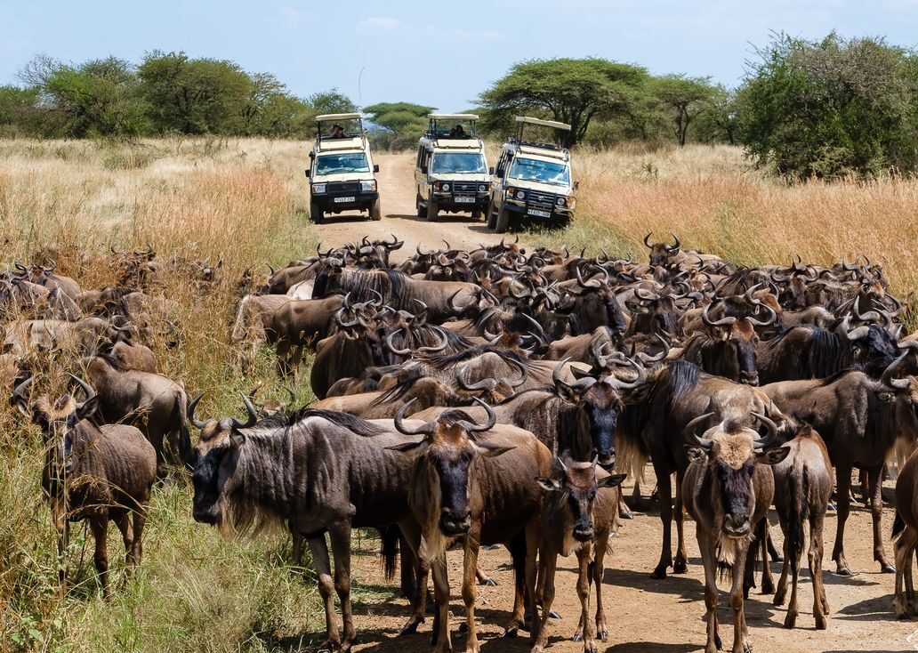 Kenya Great Migration Safari