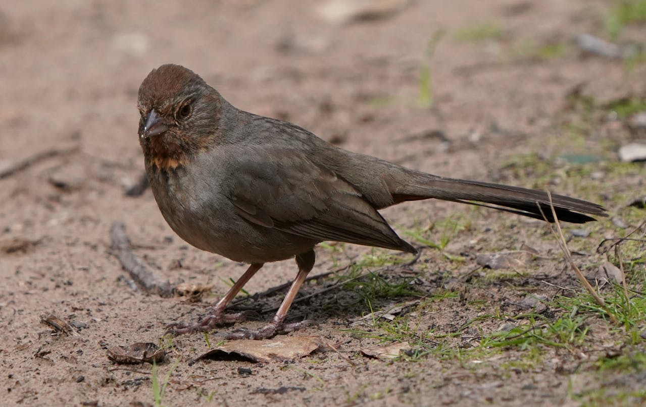 small bird