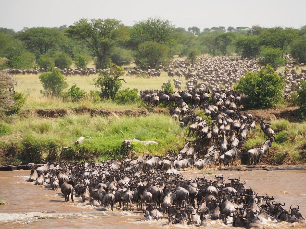 wildbeest migration taking place in masai mara