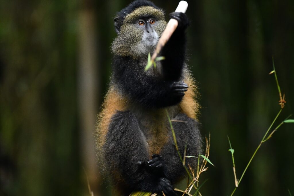 golden monkey tracking in africa (2)