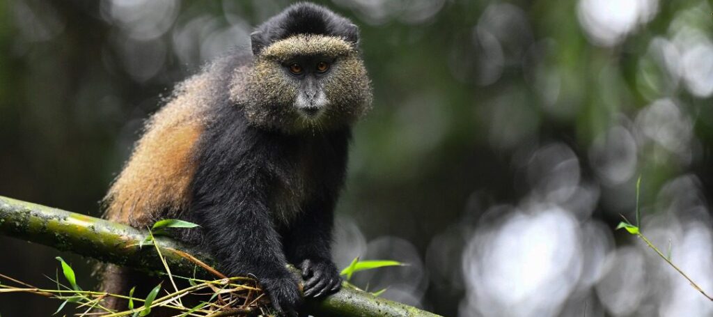 golden monkey tracking in africa (3)