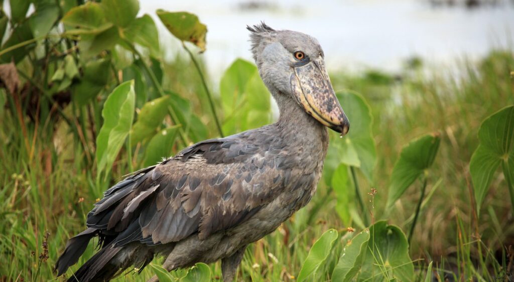 iconic shoebill bird