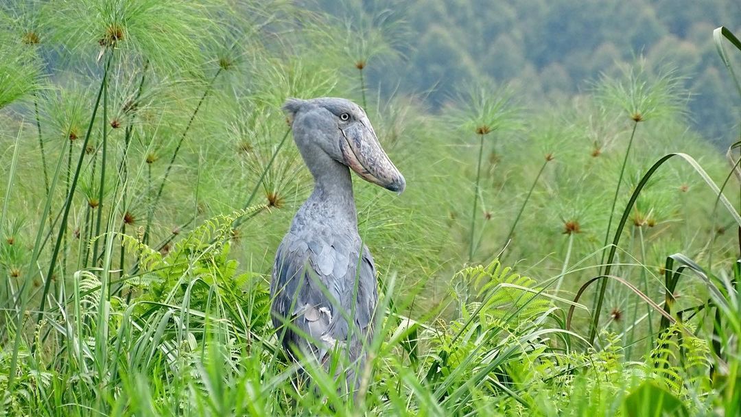 Shoebill Uganda