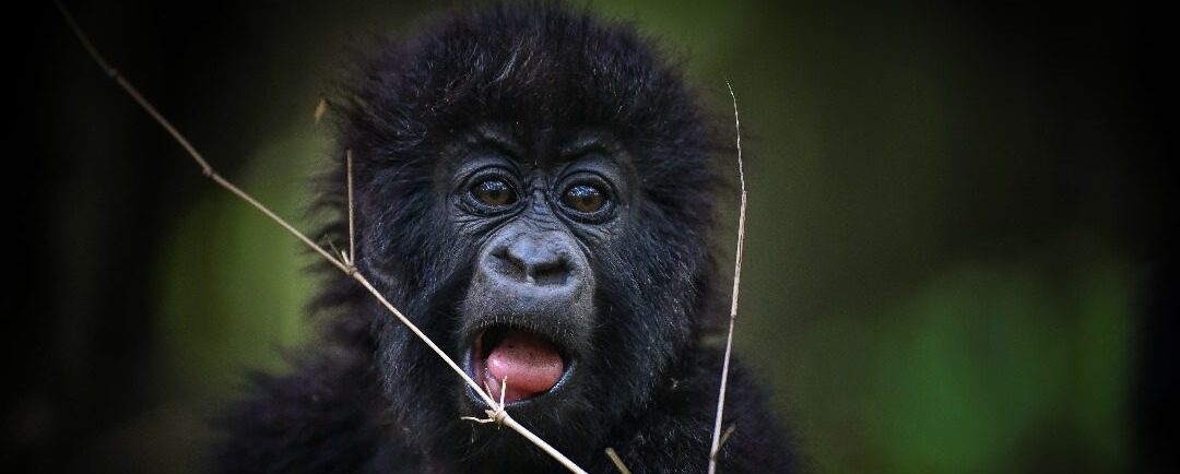 baby gorilla