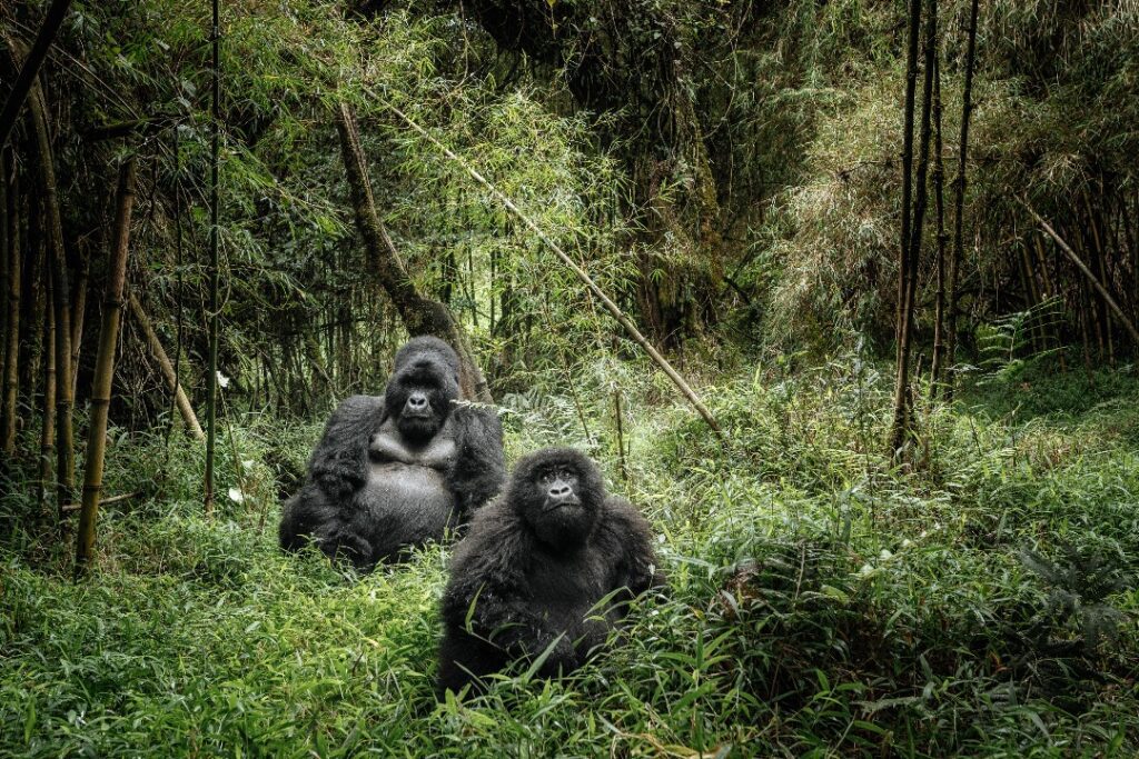 best of uganda gorilla trek