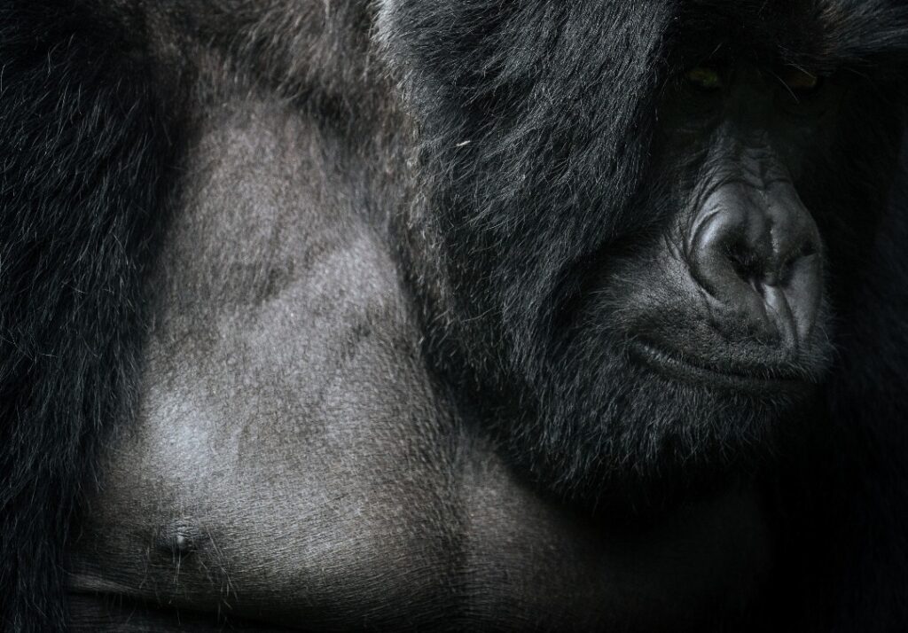 experience mountain gorilla safaris