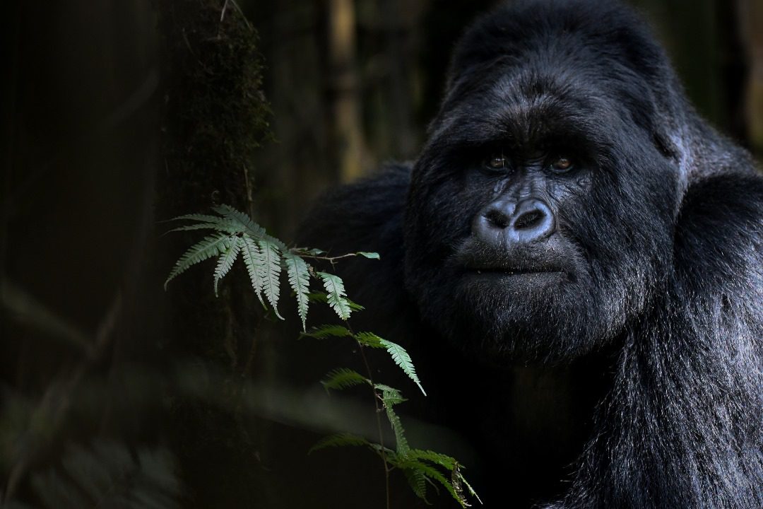 3 Days Uganda Gorilla Trekking