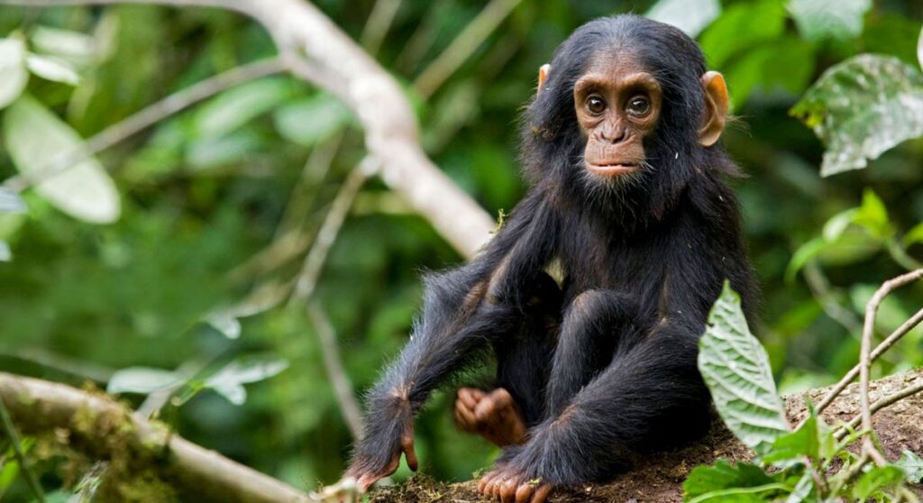 kibale baby chimp uganda