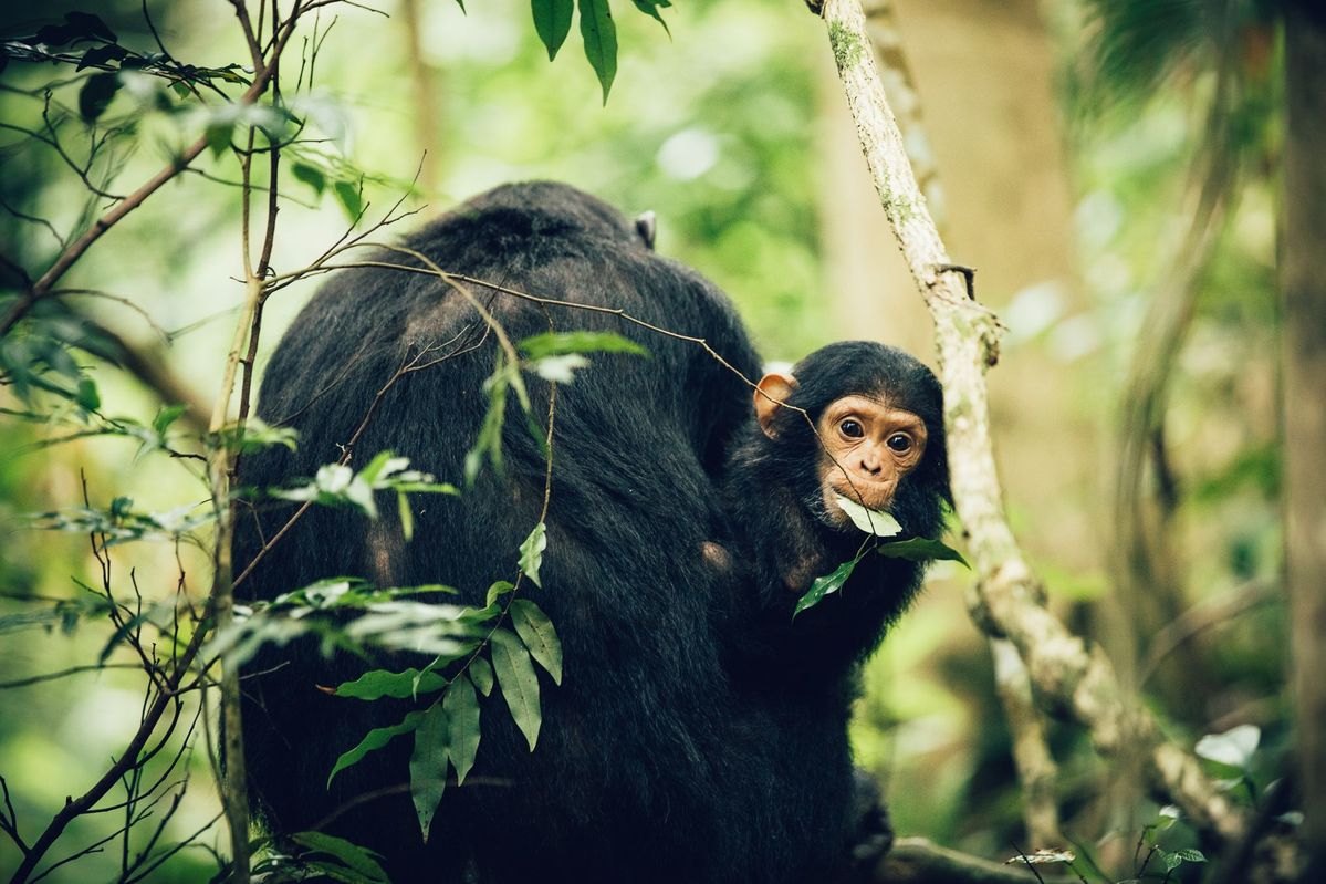 Chimpanzee Habitats
