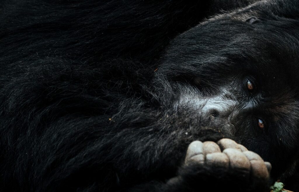 mountain gorilla trekking