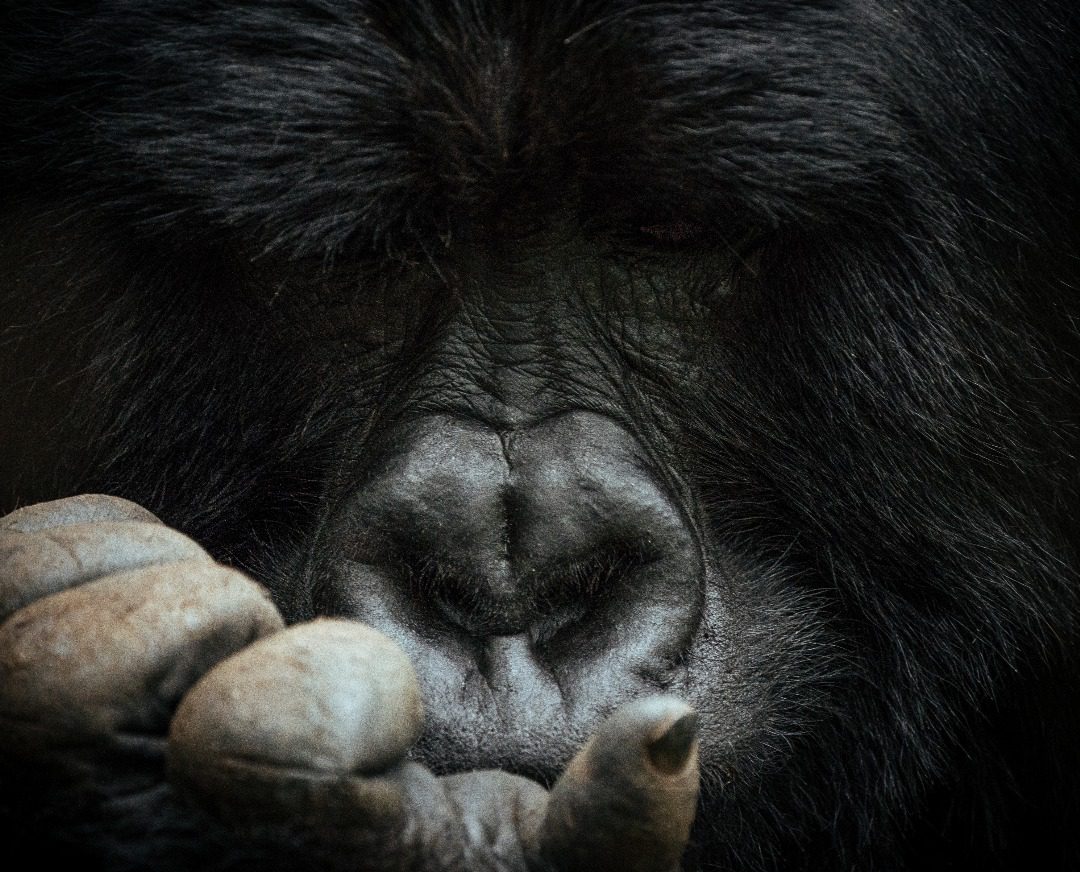 mountain gorillas uganda
