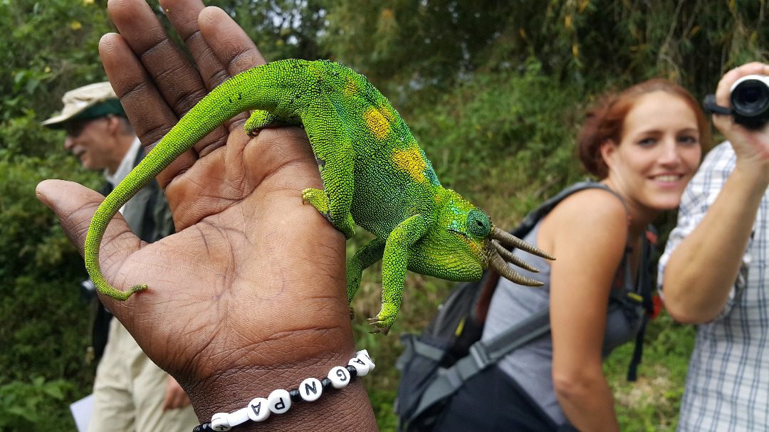 Bwindi Wildlife Uganda