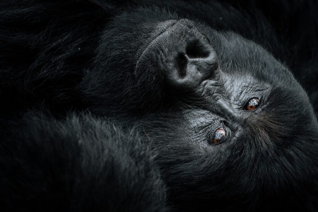 sliverback mountain gorilla