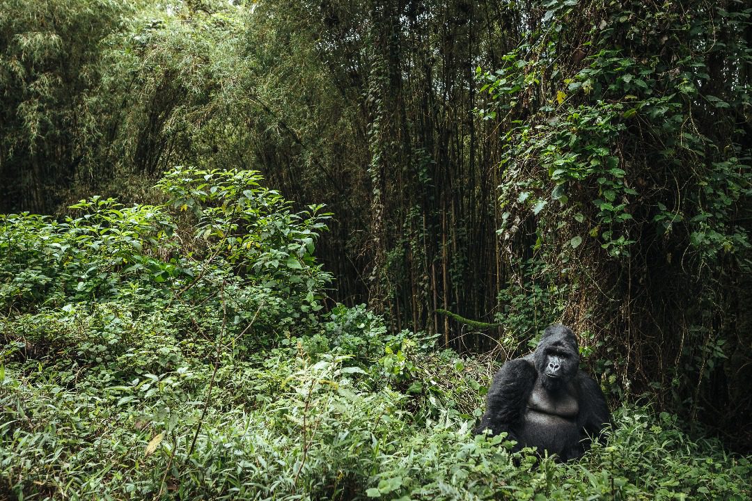 trekking gorillas