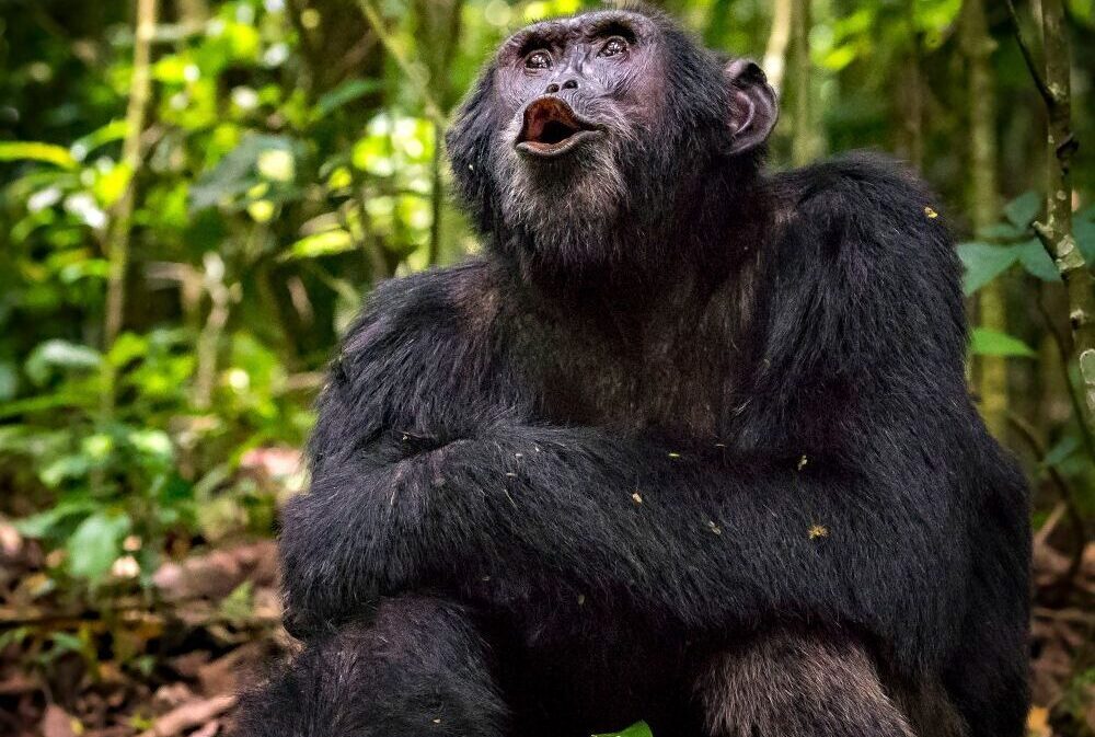ugandan chimpanzee