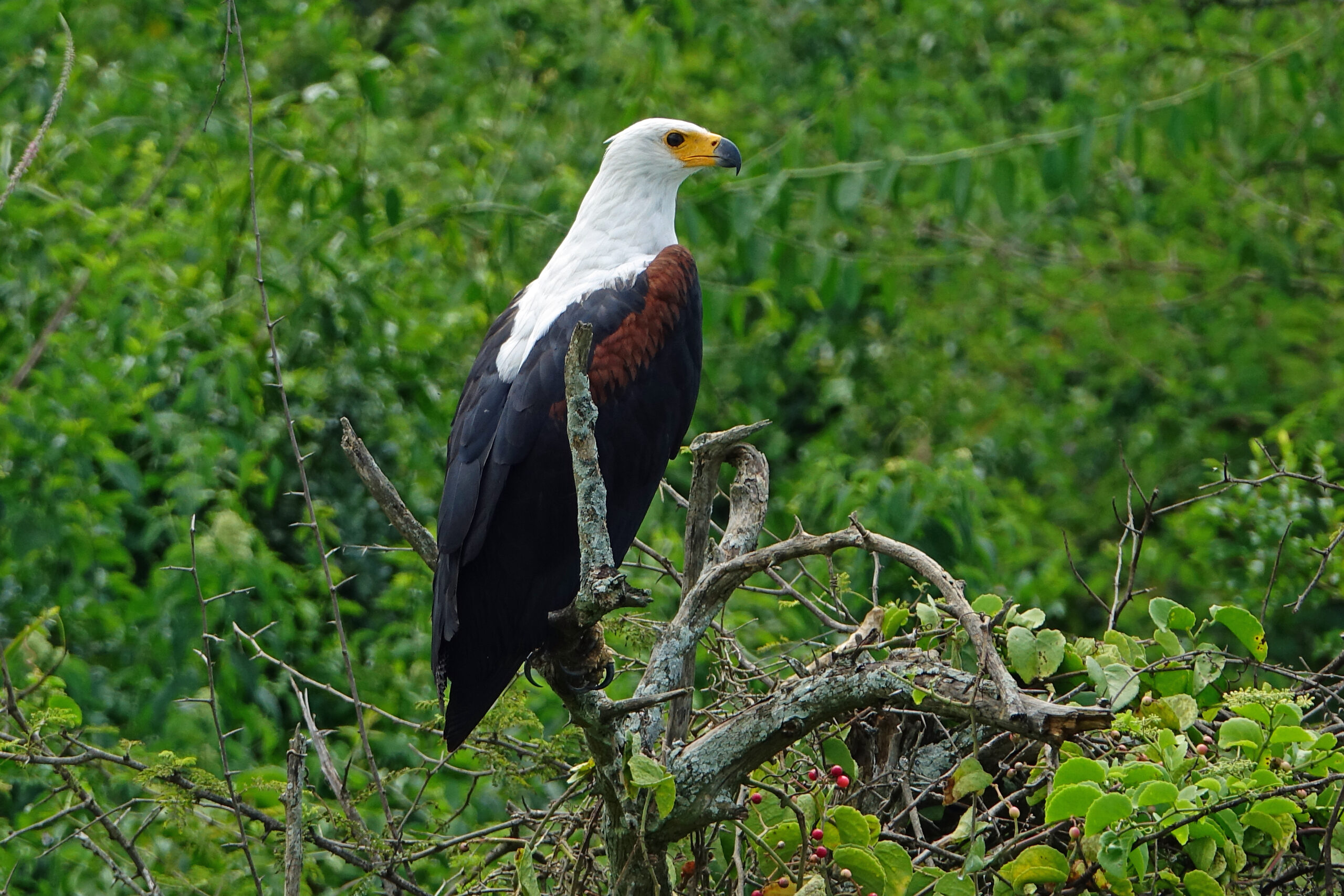 african fish eagle