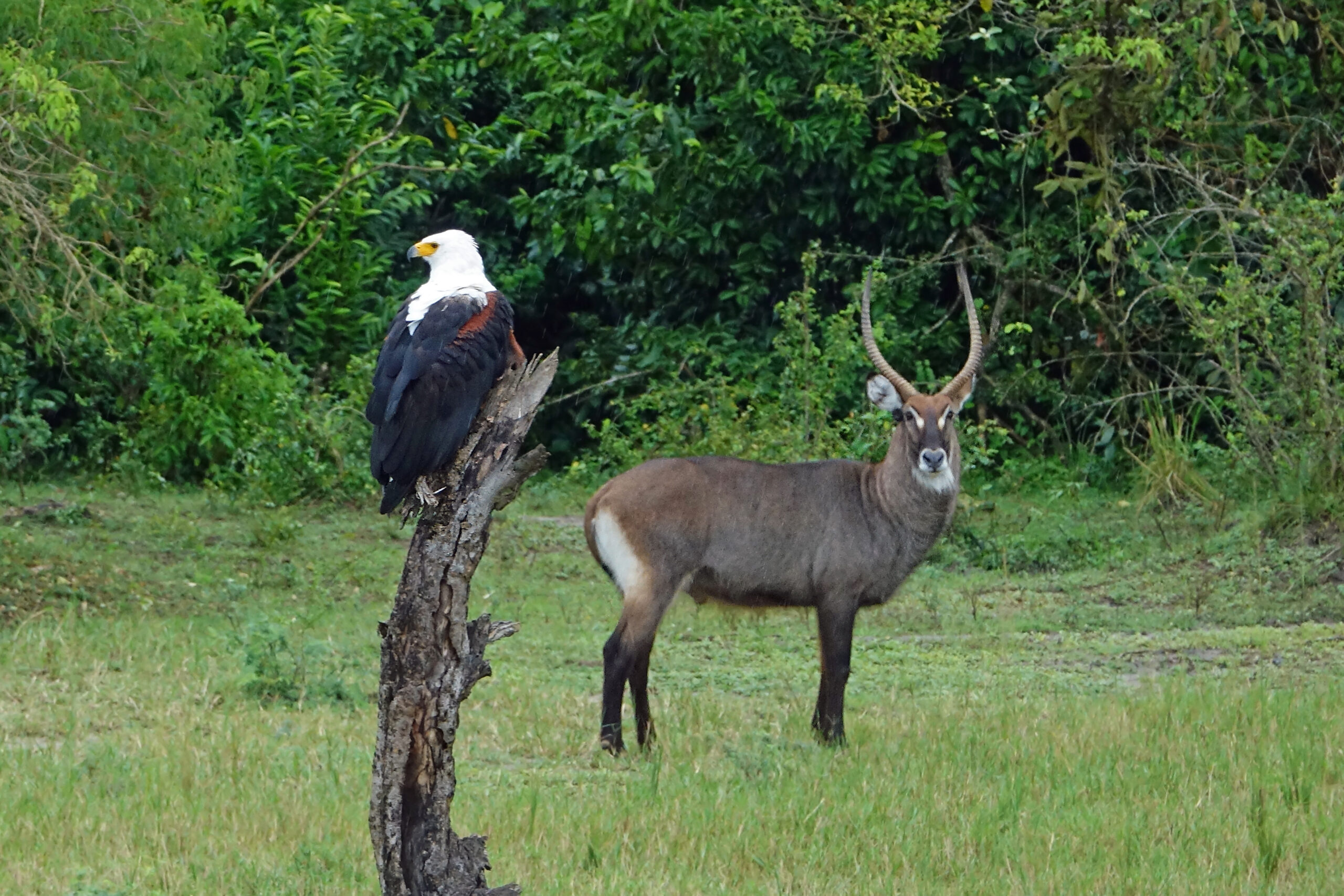 African Fish Eagle with Waterbuck
