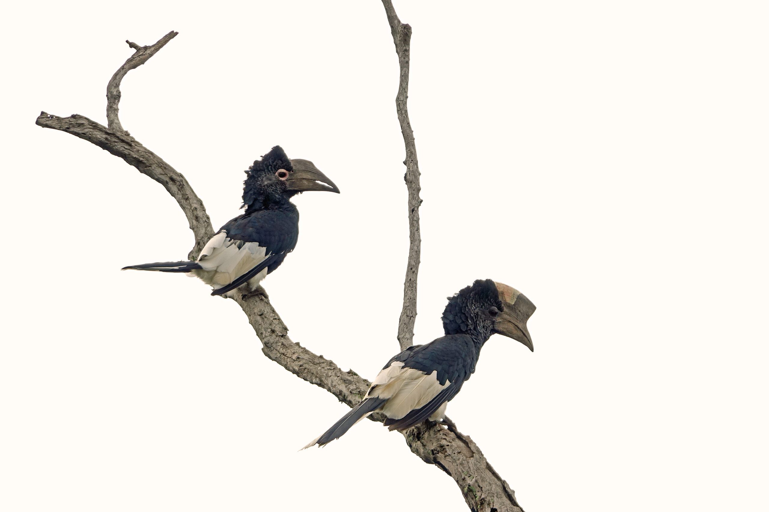 Black-and-white Casqued Hornbill
