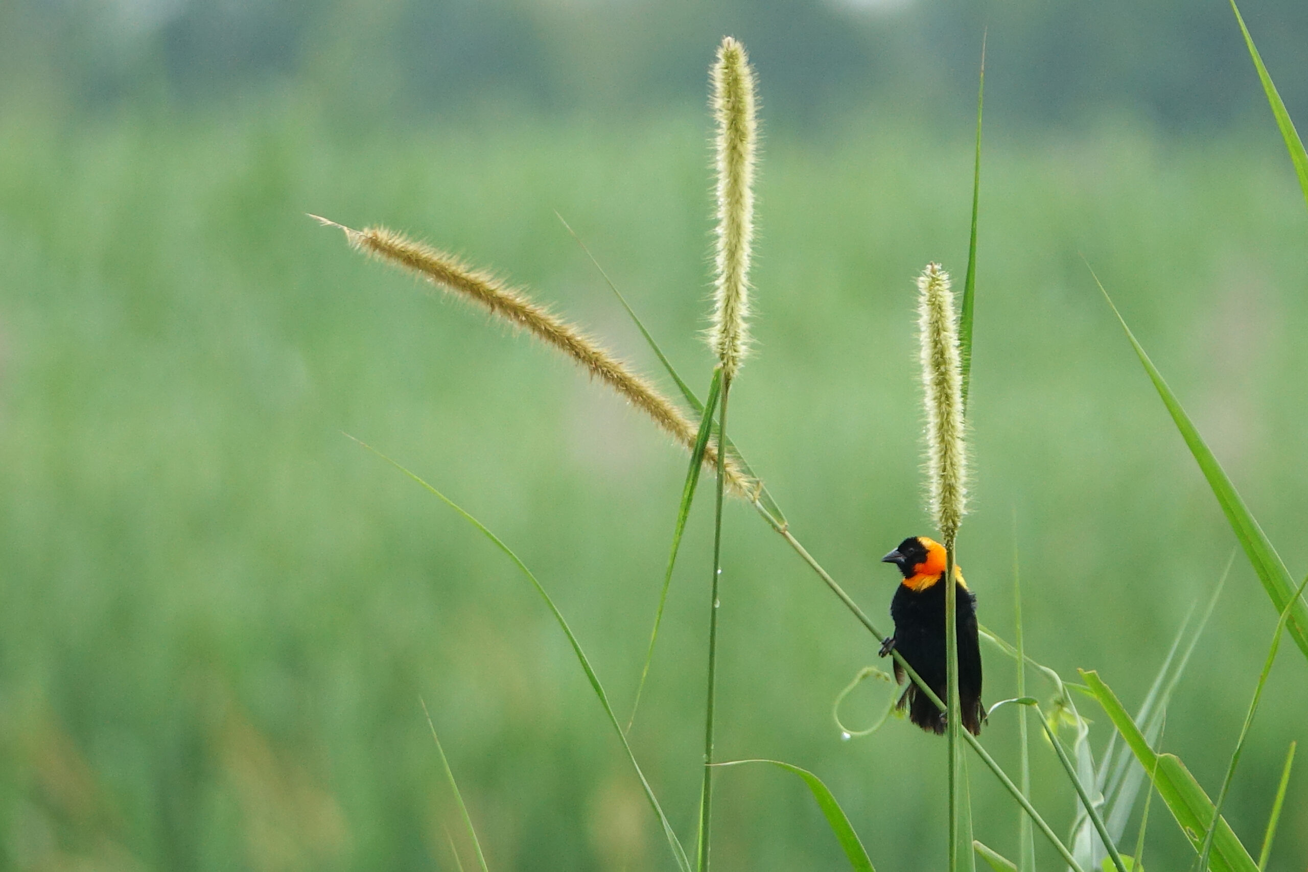 Black Bishop