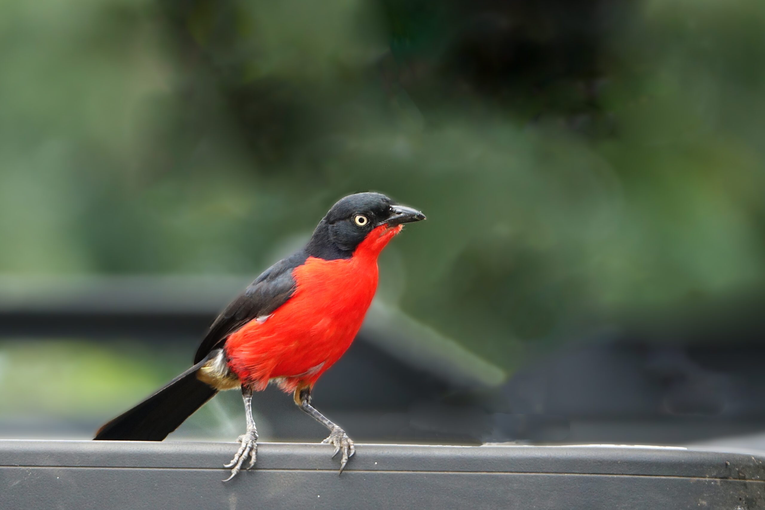 Black-headed Gonolek