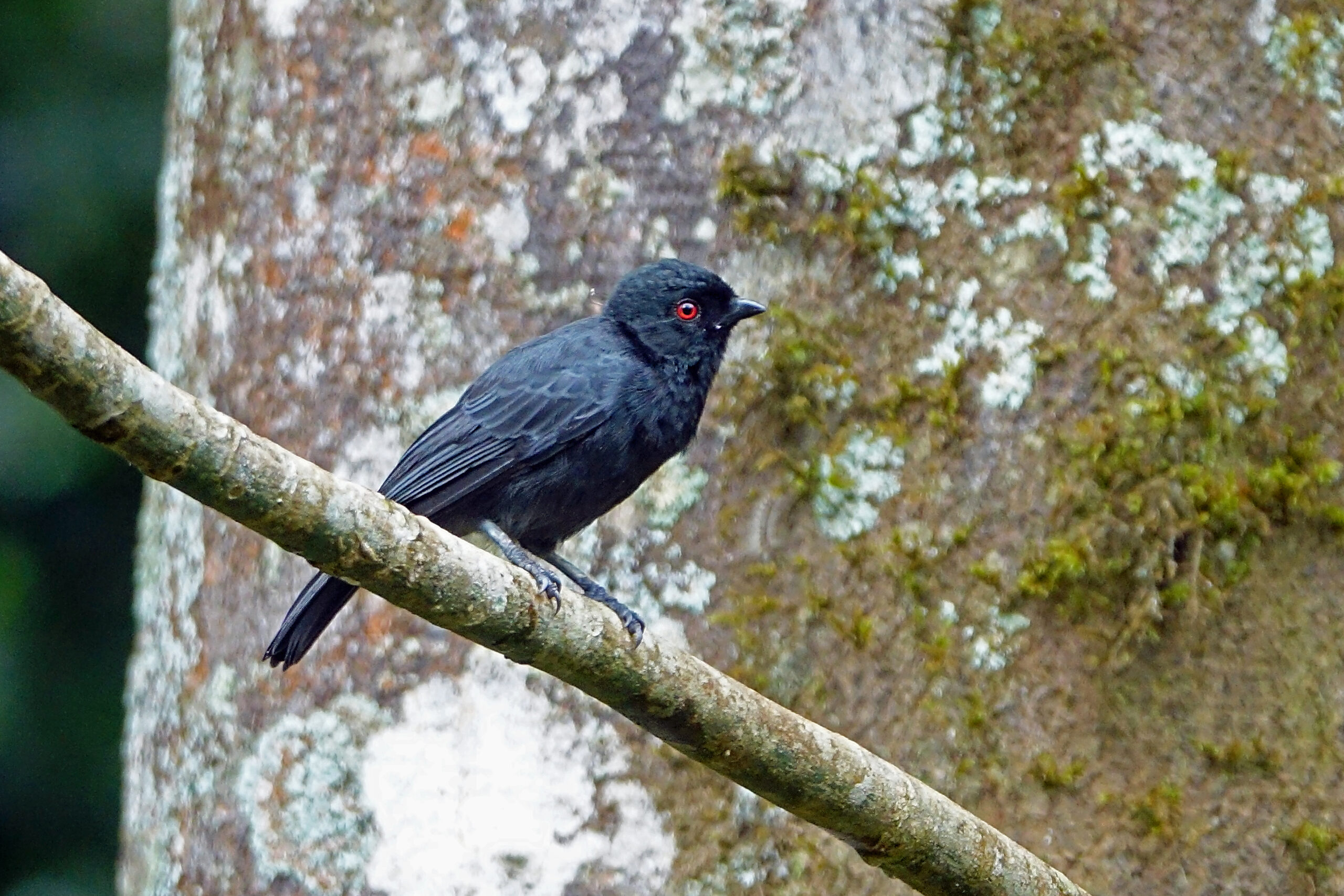 Black Tit
