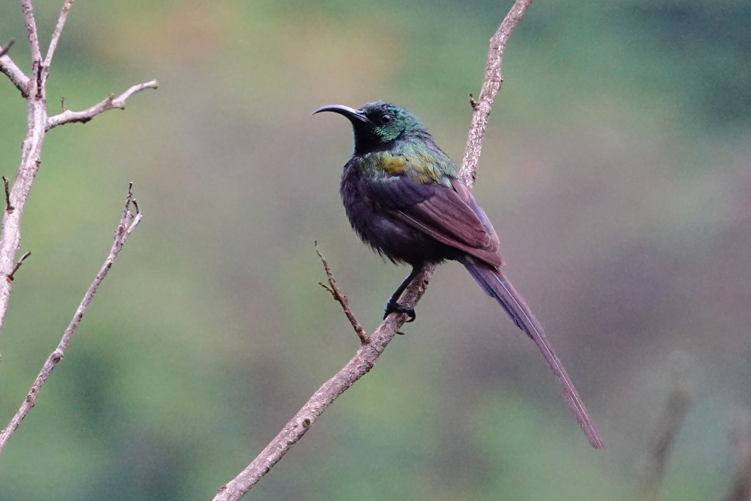 Bronze Sunbird
