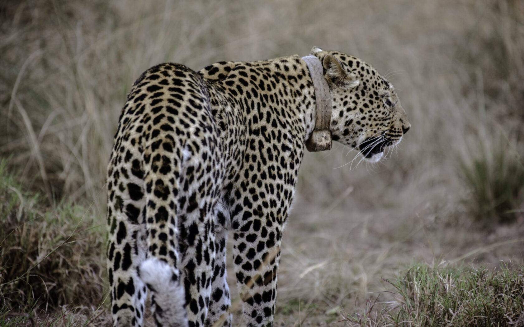 furious leopard