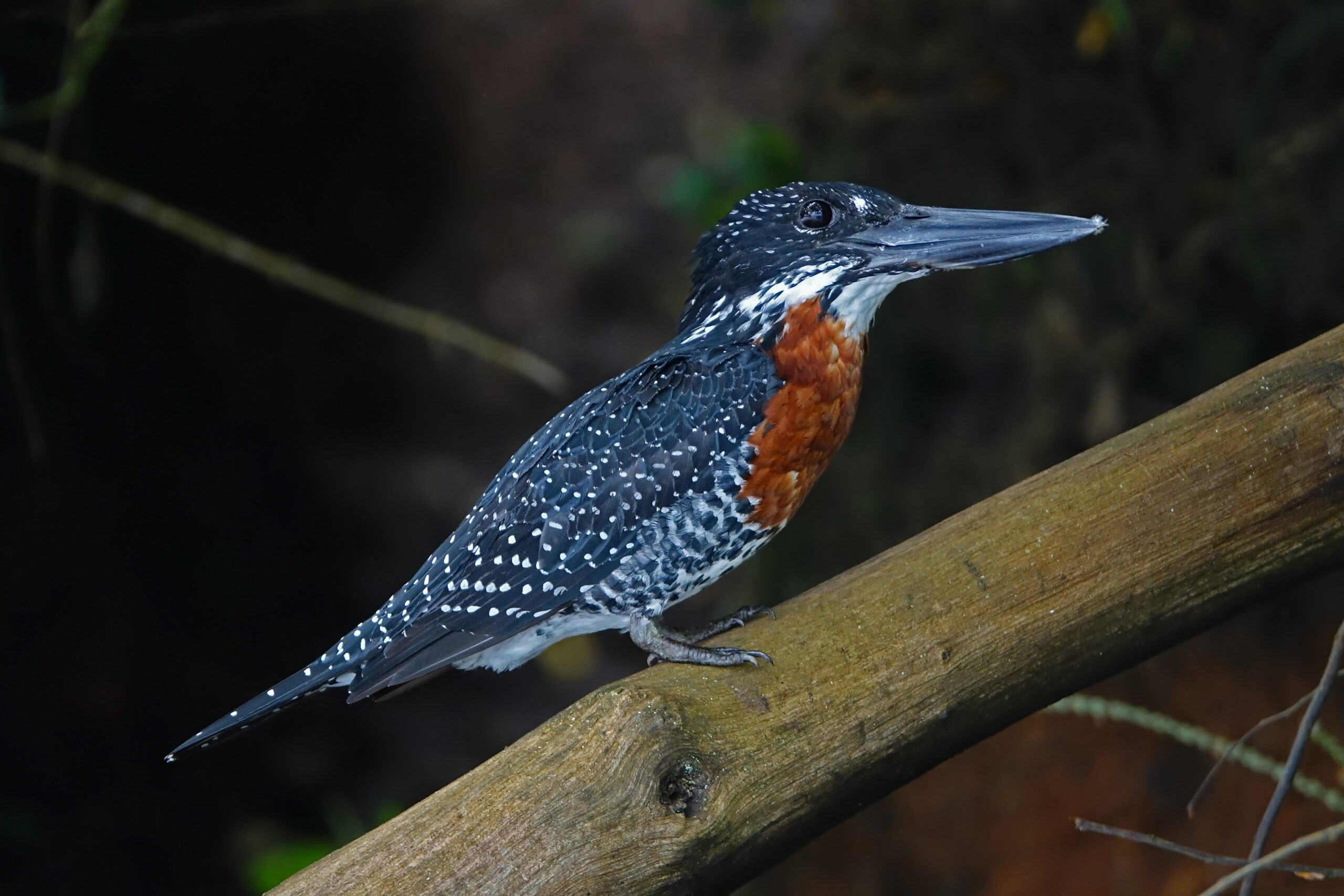 giant kingfisher