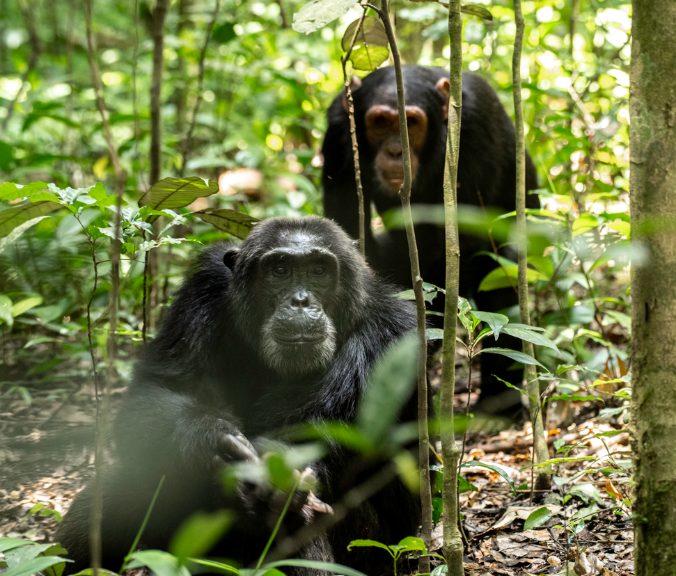 Gombe National Park Tanzania