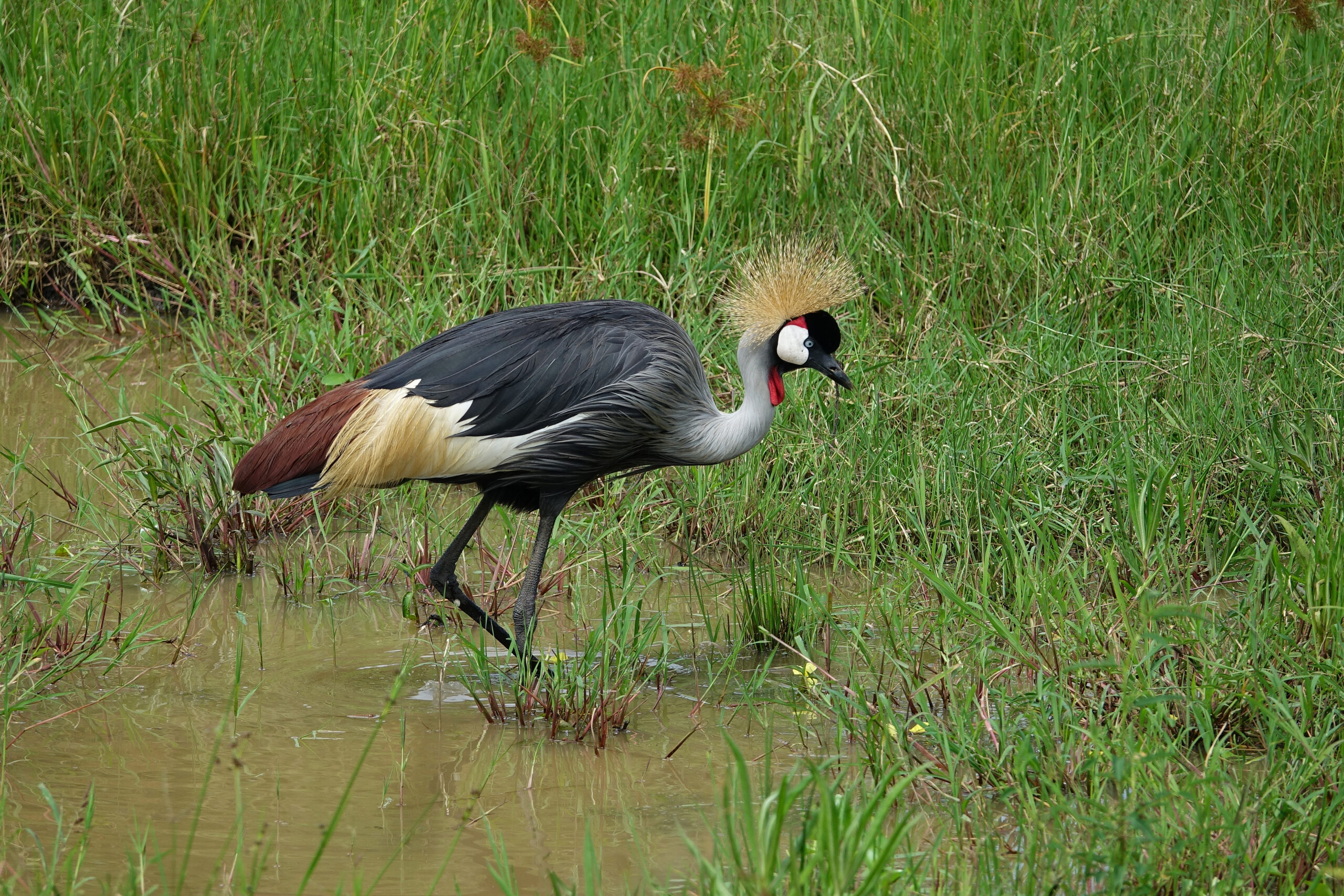 Grey Crowned Crane