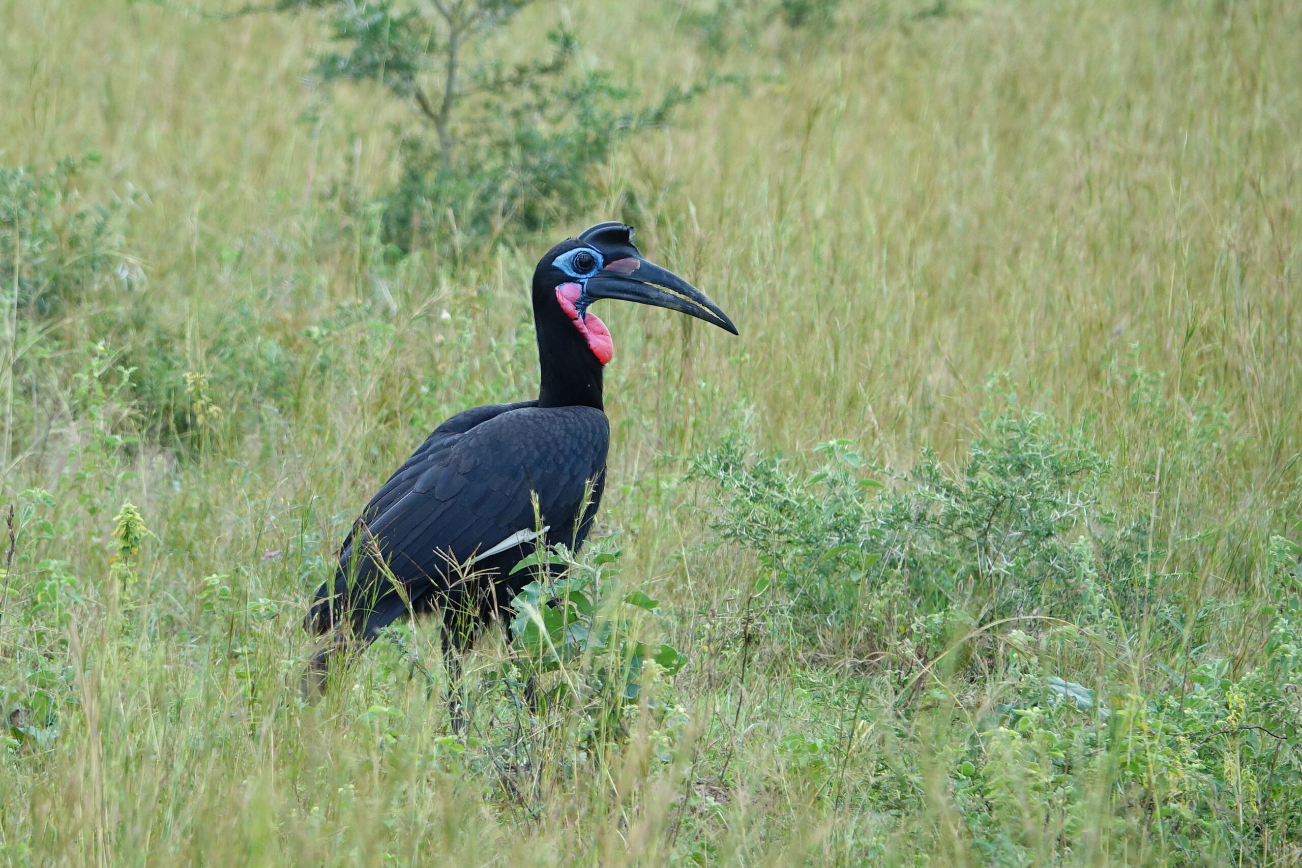 Southern Ground Hornbill