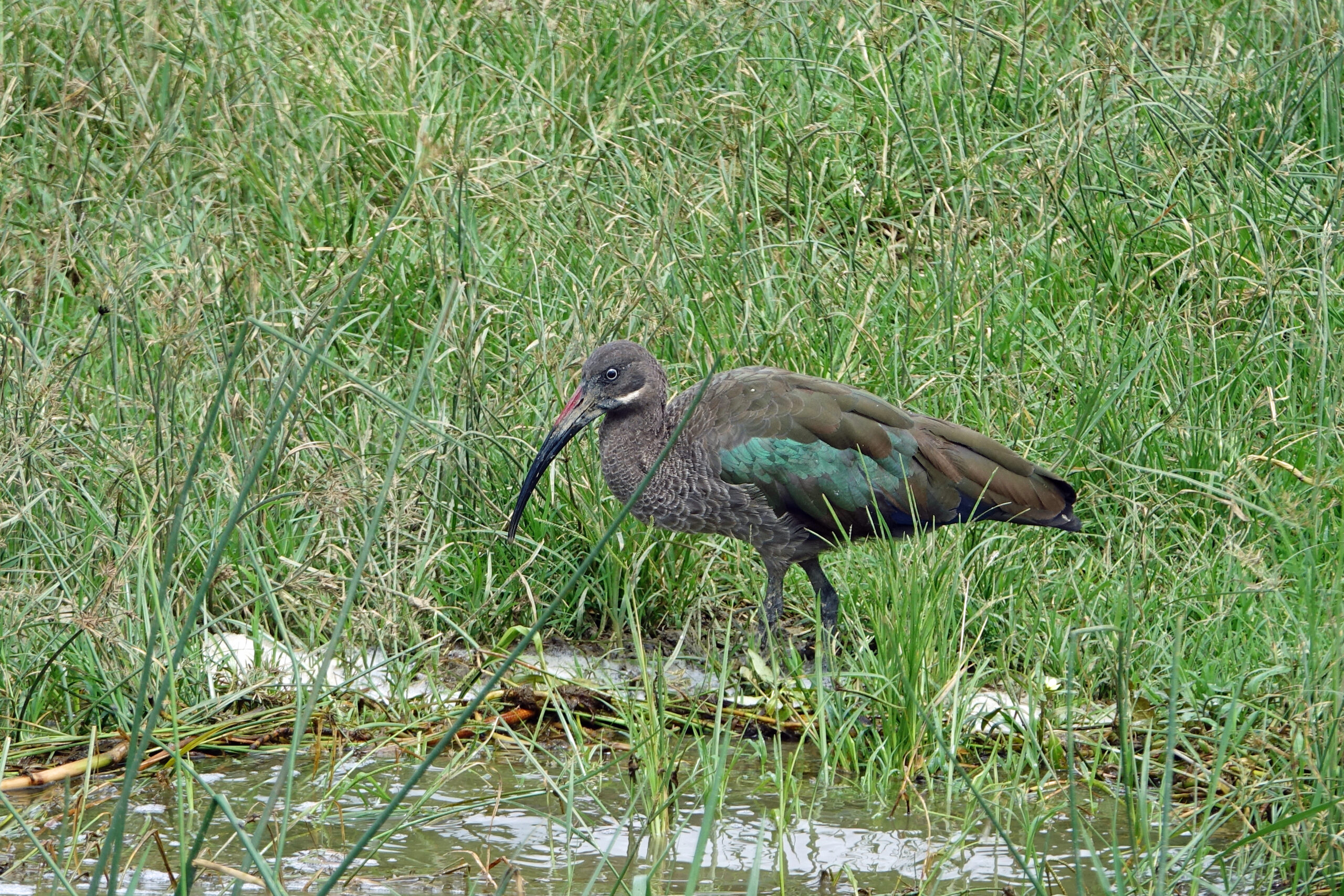 Hadada Ibis