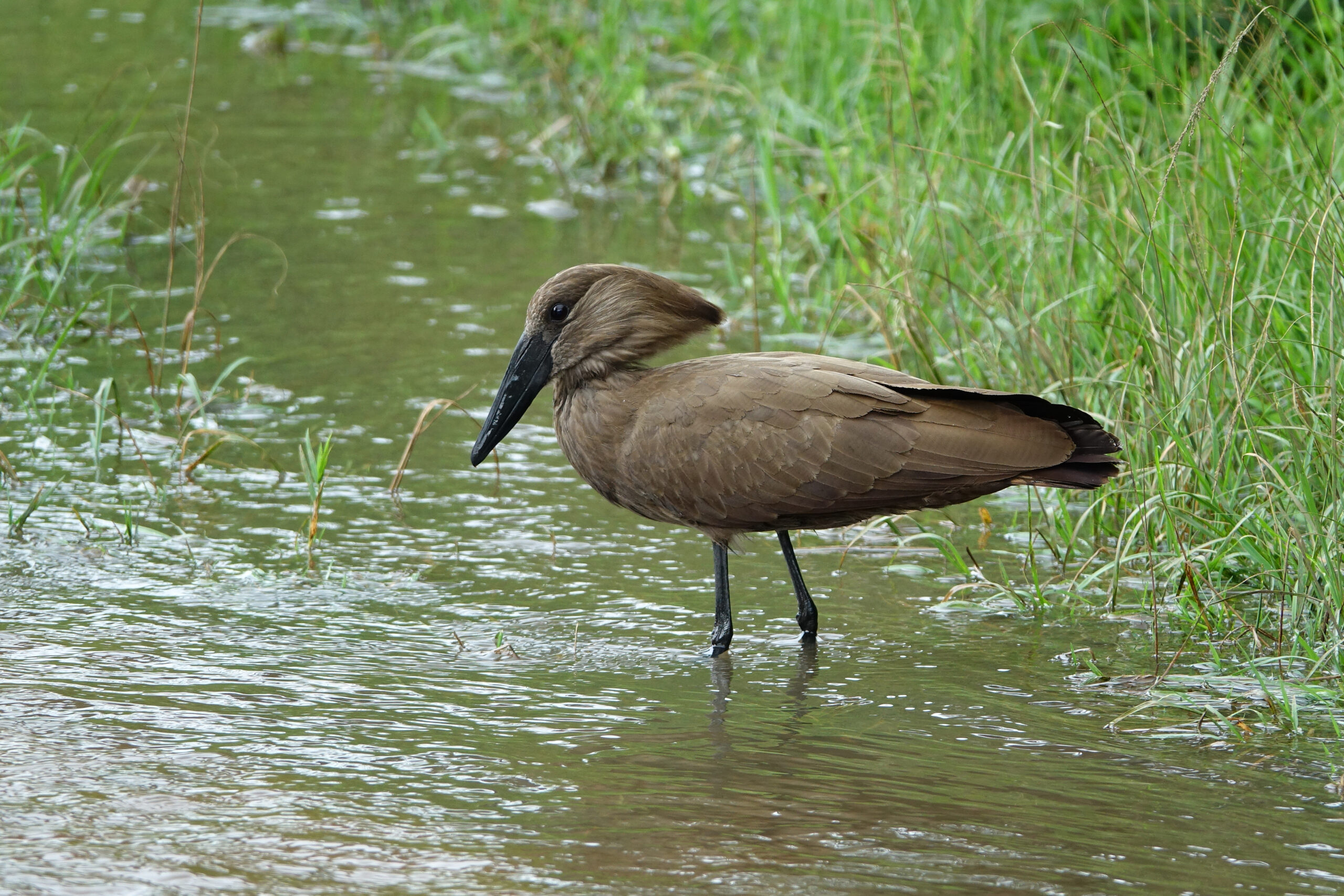 Hamerkop