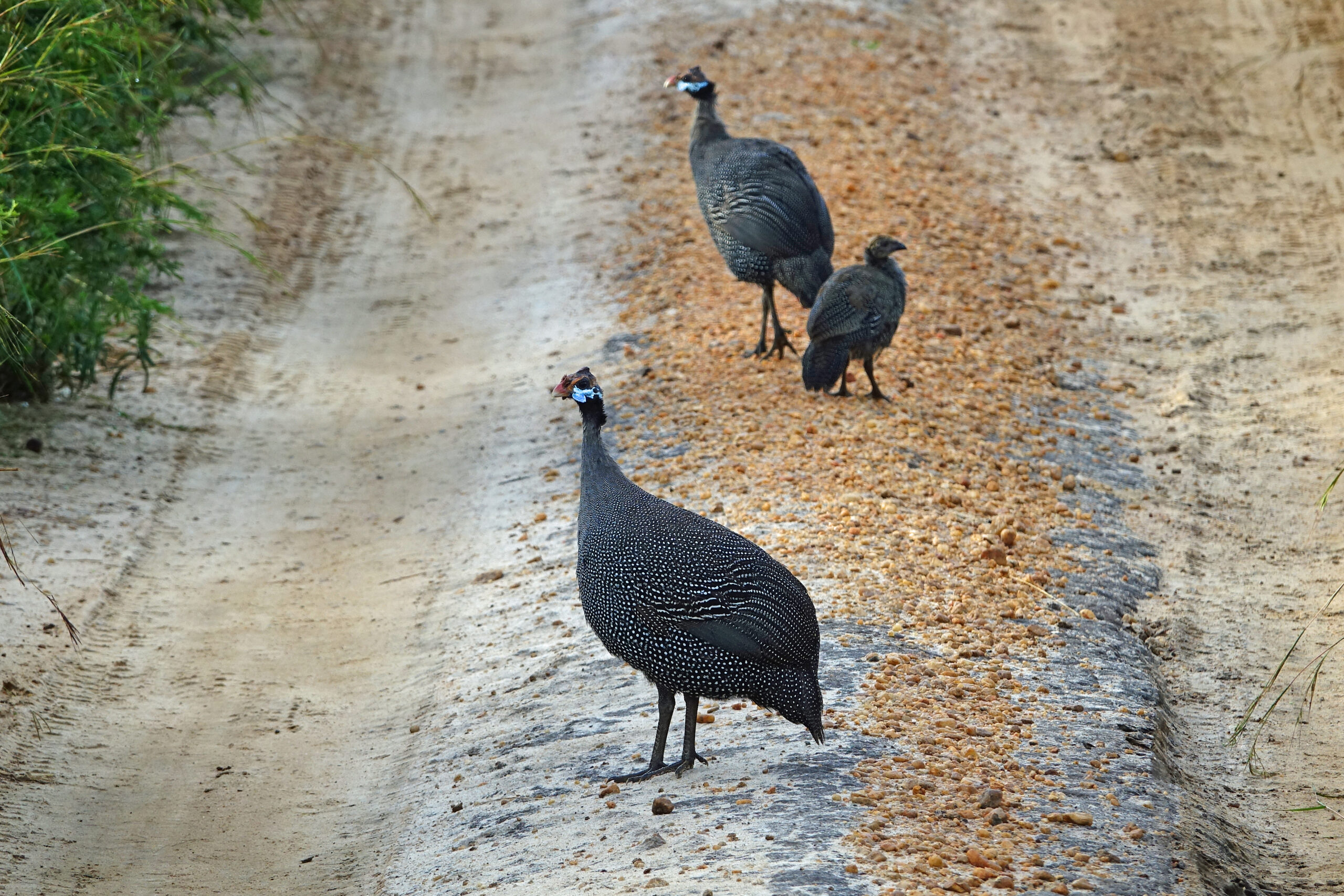 Helmeted Guineafowl