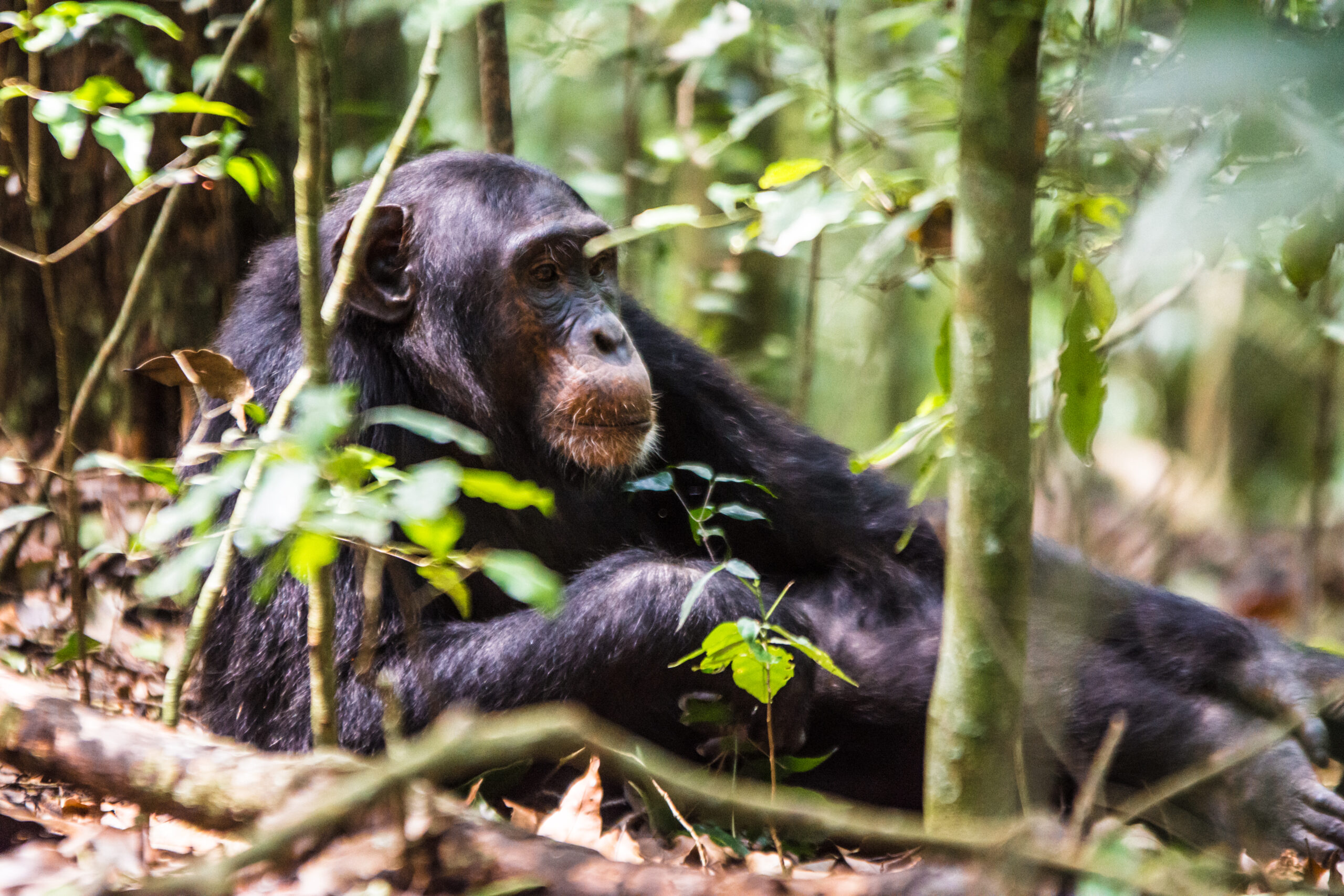 kibale chimpanzee