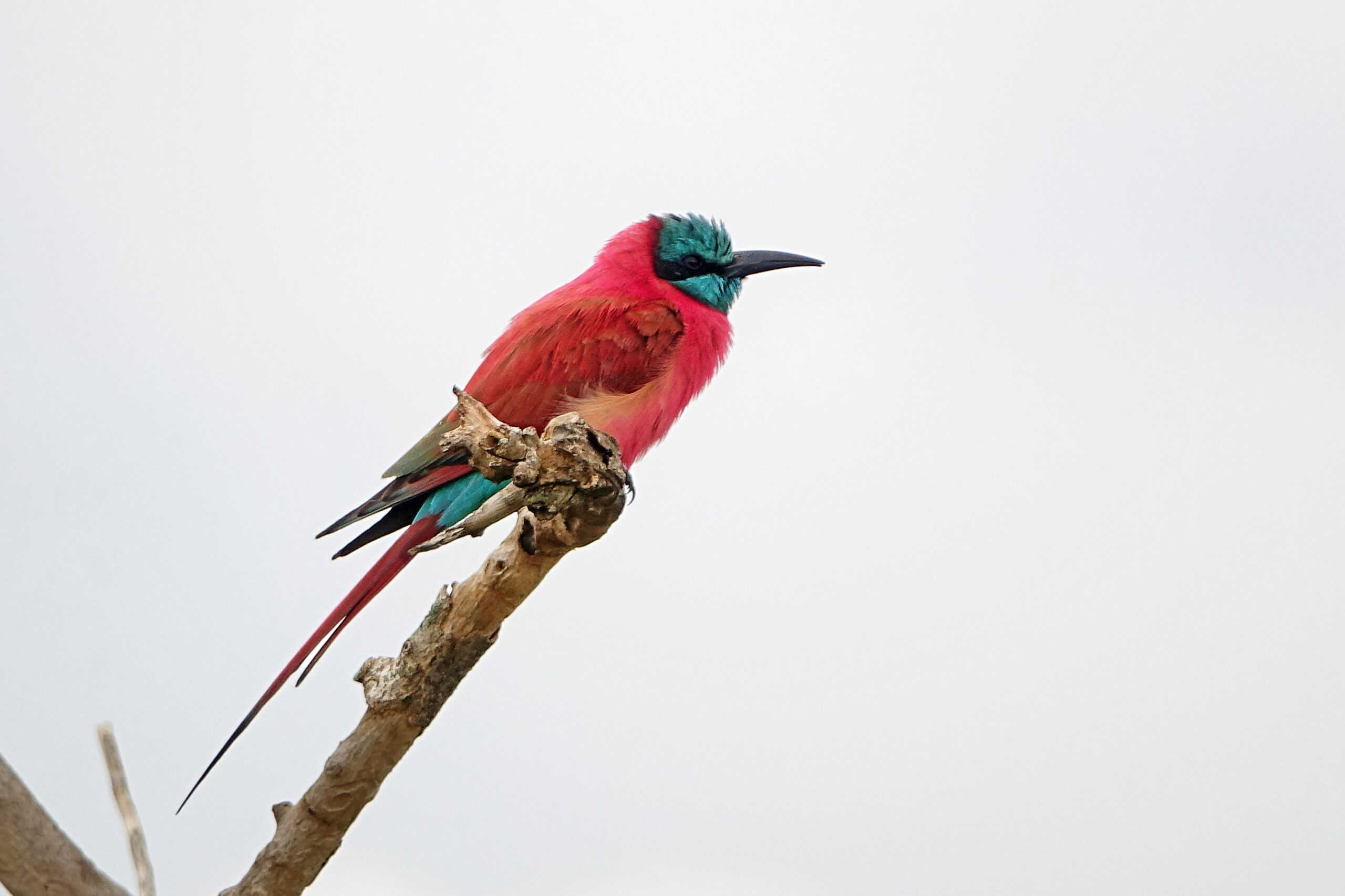 Northern Carmine Bee-eater