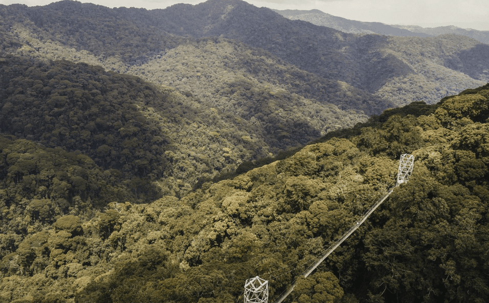 Private vs Group Rwanda Tours nyugwe forest canopy