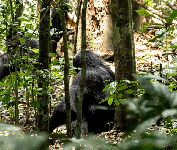 Nyungwe Forest National Park Rwanda